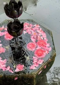饲育1.0小说完结版免费阅读(作者:陈皮盐水梅)