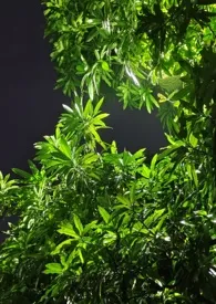 《夏风缠绵（不良少年v苦痛少女）》2025最新章节 夏风缠绵（不良少年v苦痛少女）免费阅读